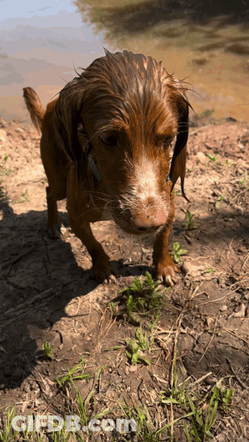 A Brown And White Dog Standing On A Dirt Field GIF