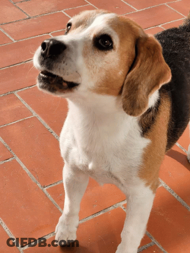A Brown And White Dog Standing On A Tiled Floor Looking Up GIF
