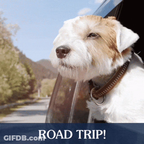 A Brown And White Dog Sticking Its Head Out Of A Car Window With The Words Road Trip Above It GIF