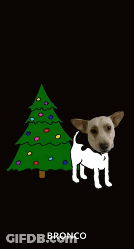 A Brown And White Dog Urinating Next To A Christmas Tree With Bronco Written On The Bottom GIF