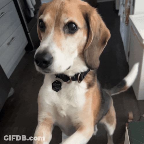 A Brown And White Dog Wearing A Black Collar With A Tag That Says ' Amanda ' GIF