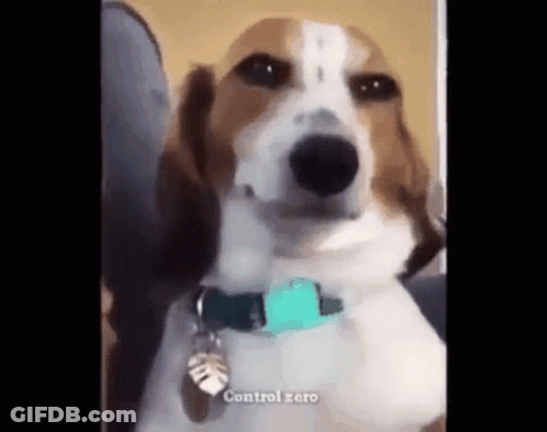 A Brown And White Dog Wearing A Blue Collar And A Tag That Says Control Zero . GIF