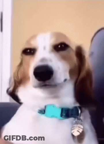 A Brown And White Dog Wearing A Blue Collar Is Looking At The Camera . GIF