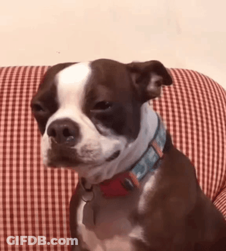 A Brown And White Dog Wearing A Blue Collar Is Sitting On A Checkered Couch . GIF