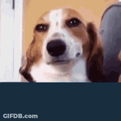 A Brown And White Dog Wearing A Blue Collar Is Sitting On A Couch And Looking At The Camera . GIF