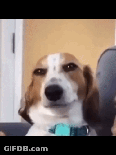 A Brown And White Dog Wearing A Blue Collar Is Sitting On A Couch . GIF