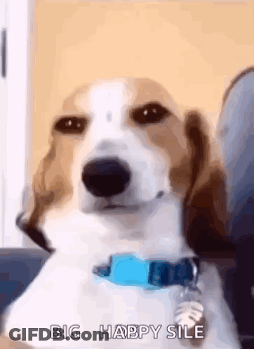 A Brown And White Dog Wearing A Blue Collar Says Big Happy Sile GIF