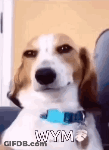 A Brown And White Dog Wearing A Blue Collar Says Wym . GIF