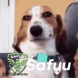 A Brown And White Dog Wearing A Blue Collar With The Word Safuu Written On It GIF