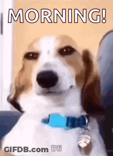 A Brown And White Dog Wearing A Blue Collar With The Words Morning Written On It GIF