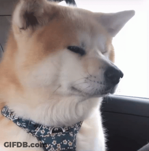 A Brown And White Dog Wearing A Floral Collar GIF