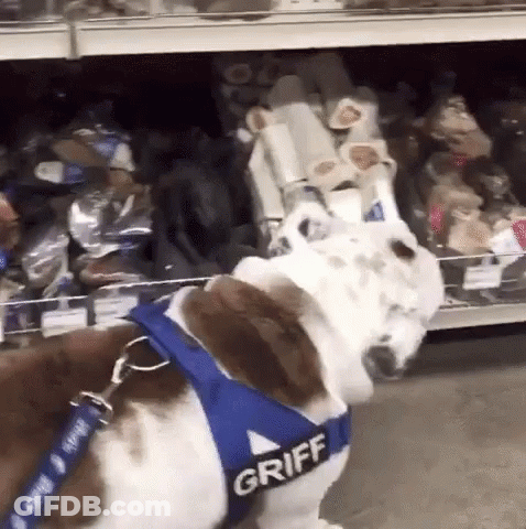 A Brown And White Dog Wearing A Harness That Says Griff GIF