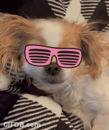 A Brown And White Dog Wearing Pink Sunglasses On A Striped Blanket GIF