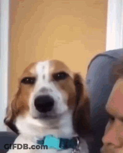 A Brown And White Dog With A Blue Collar Is Sitting Next To A Person On A Couch . GIF
