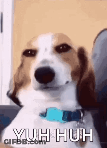 A Brown And White Dog With A Blue Collar Is Sitting On A Couch And Making A Funny Face . GIF