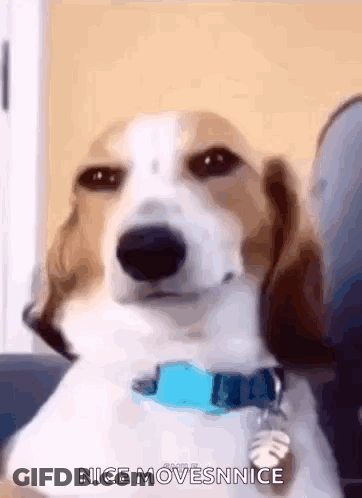 A Brown And White Dog With A Blue Collar Is Sitting On A Couch And Says Nice Movesnnice GIF