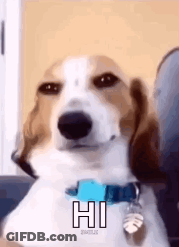 A Brown And White Dog With A Blue Collar Is Sitting On A Couch . GIF