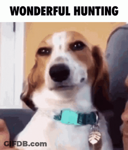A Brown And White Dog With A Blue Collar Is Sitting On A Couch With The Words Wonderful Hunting Above It GIF