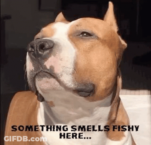 A Brown And White Dog With A Caption That Says Something Smells Fishy Here GIF