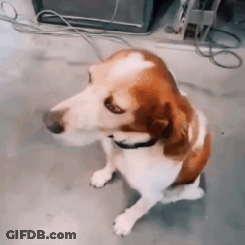 A Brown And White Dog With A Collar Is Sitting On The Floor GIF