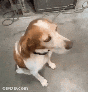 A Brown And White Dog With A Collar Is Sitting On The Floor Looking At The Camera . GIF