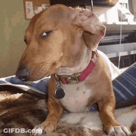 A Brown And White Dog With A Pink Collar Is Laying On A Couch . GIF