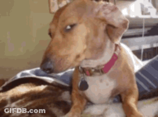 A Brown And White Dog With A Pink Collar Is Sitting On A Bed With A Cat . GIF