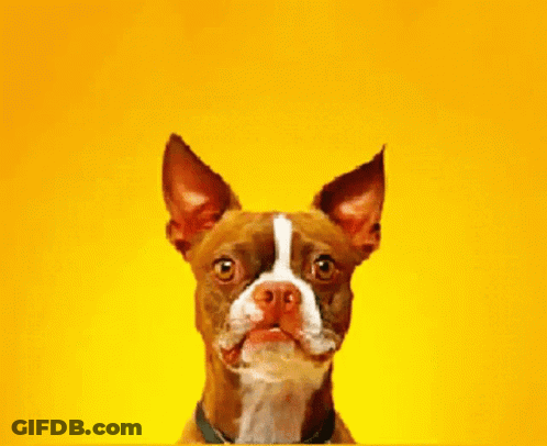 A Brown And White Dog With A Yellow Background Looks At The Camera GIF