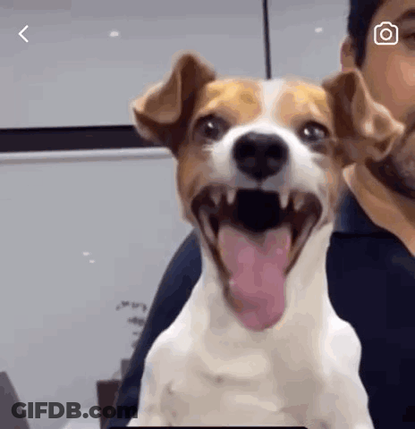 A Brown And White Dog With Its Tongue Out Is Sitting Next To A Man . GIF
