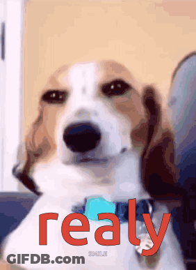 A Brown And White Dog With The Word Really In Red Letters GIF