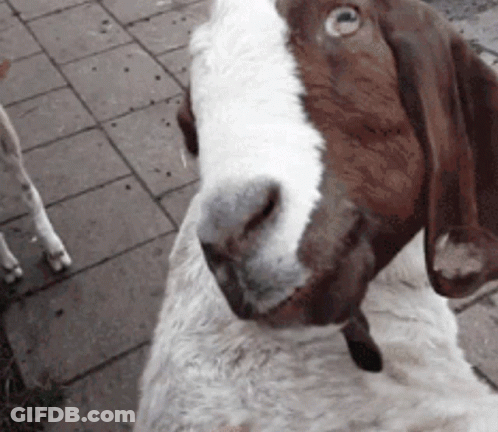 A Brown And White Goat Standing On A Sidewalk GIF