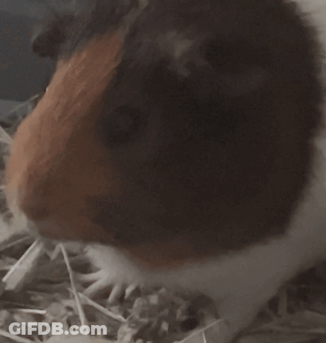 A Brown And White Guinea Pig Chews On A Stick Of Hay GIF