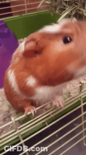 A Brown And White Guinea Pig Is In A Cage GIF