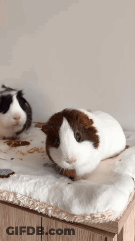 A Brown And White Guinea Pig Is Sitting On A White Blanket On A Table . GIF