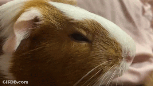A Brown And White Guinea Pig With A Pink Background GIF