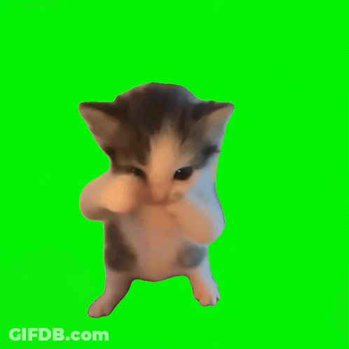 A Brown And White Kitten Standing On Its Hind Legs On A Green Screen . GIF