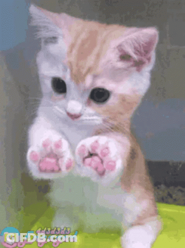 A Brown And White Kitten With Pink Paws Is Sitting On A Green Container . GIF
