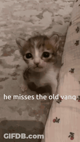 A Brown And White Kitten With The Words He Misses The Old Vanq Written Below It GIF