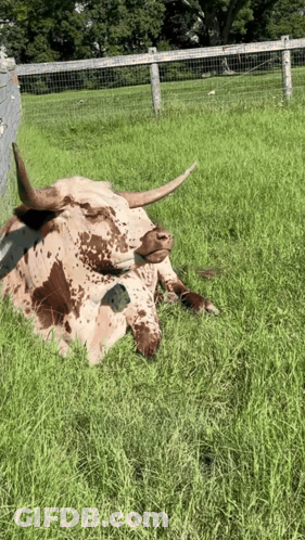 A Brown And White Longhorn Cow Laying In The Grass GIF