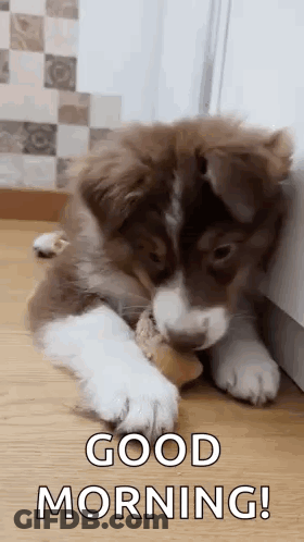 A Brown And White Puppy Is Chewing On A Bone While Laying On The Floor . GIF