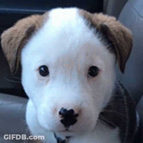A Brown And White Puppy Is Sitting In A Car And Looking At The Camera GIF