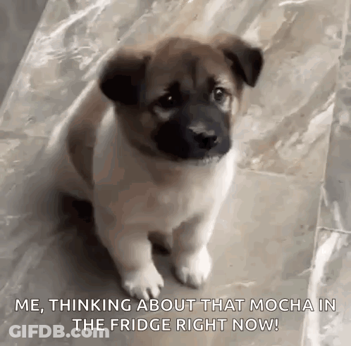 A Brown And White Puppy Is Sitting On A Marble Floor And Thinking About That Mocha In The Fridge Right Now . GIF