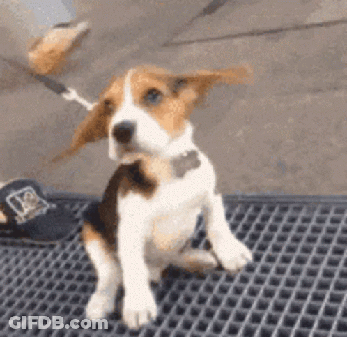 A Brown And White Puppy Is Sitting On A Mat . GIF