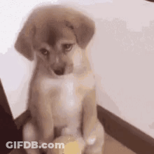 A Brown And White Puppy Is Sitting On A Staircase Holding A Candle . GIF