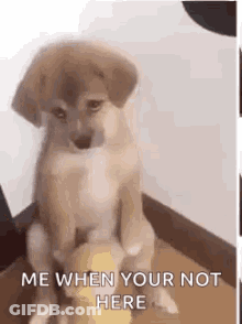 A Brown And White Puppy Is Sitting On A Wooden Floor . GIF