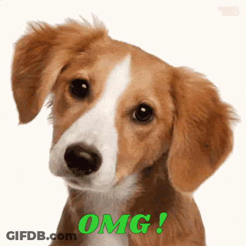 A Brown And White Puppy With The Word Omg Written On It GIF