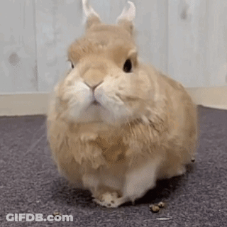 A Brown And White Rabbit Is Standing On A Carpeted Floor . GIF