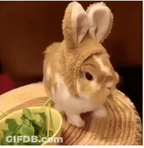 A Brown And White Rabbit Wearing A Bunny Hat GIF