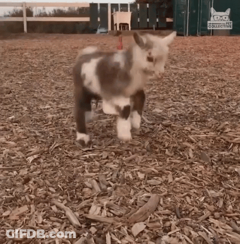A Brown And White Sheep Is Standing In A Pile Of Wood Chips . GIF