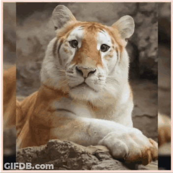 A Brown And White Tiger Is Laying Down On A Rock GIF